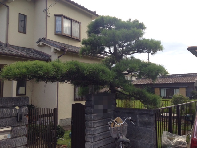 松の木剪定 松の木剪定