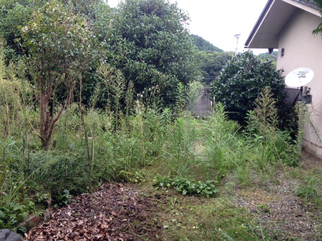 草むしり 草むしり