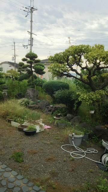 草刈り 草刈り