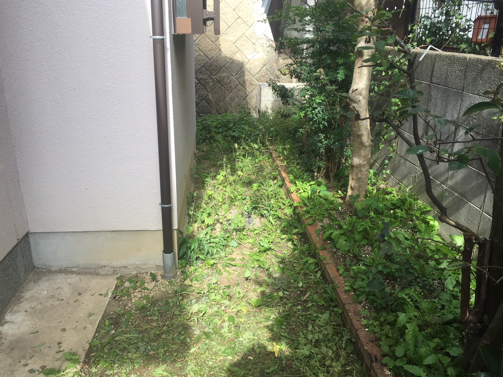 草 草