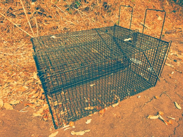 ネコ捕獲 ネコ捕獲
